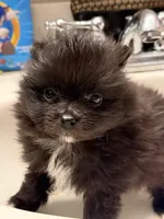 Oreo, a male Pomeranian for sale in Batesville, AR – Photo 8 of 9