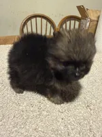 Ready to be named , a male Pomeranian for sale in Batesville, AR – Photo 7 of 7