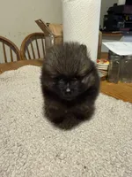 Ready to be named , a male Pomeranian for sale in Batesville, AR – Photo 6 of 7