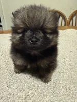 Ready to be named , a male Pomeranian for sale in Batesville, AR – Photo 2 of 7