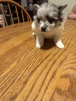 Ready to be named, a male Pomeranian for sale in Batesville, AR – Photo 3 of 3