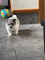 Ready to be named, a male Pomeranian for sale in Batesville, AR – Photo 2 of 3