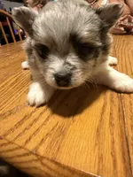 Ready to be named, a male Pomeranian for sale in Batesville, AR – Photo 1 of 3