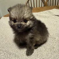 Ready to be named, a male Pomeranian for sale in Batesville, AR – Photo 4 of 6