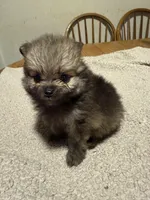 Ready to be named, a male Pomeranian for sale in Batesville, AR – Photo 4 of 6
