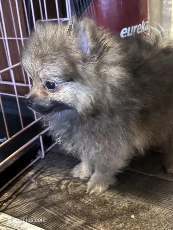 Ready to be named – Pomeranian puppy for sale in Batesville, AR