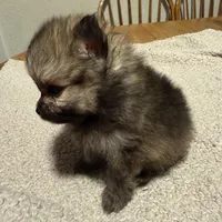 Ready to be named, a male Pomeranian for sale in Batesville, AR – Photo 6 of 6