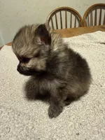 Ready to be named, a male Pomeranian for sale in Batesville, AR – Photo 6 of 6