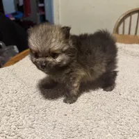 Ready to be named, a male Pomeranian for sale in Batesville, AR – Photo 3 of 6