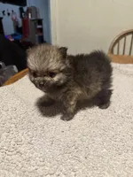 Ready to be named, a male Pomeranian for sale in Batesville, AR – Photo 3 of 6