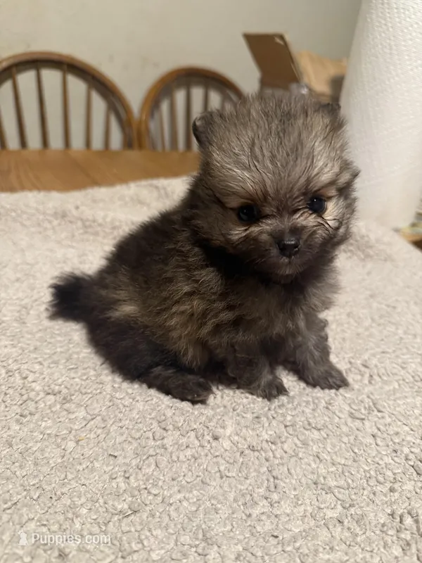 Ready to be named, a male Pomeranian for sale in Batesville, AR – Photo 1 of 6
