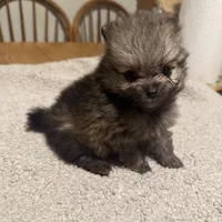 Ready to be named, a male Pomeranian for sale in Batesville, AR – Photo 1 of 6