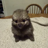 Ready to be named, a male Pomeranian for sale in Batesville, AR – Photo 2 of 6