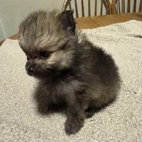 Ready to be named, a male Pomeranian for sale in Batesville, AR – Photo 5 of 6