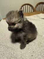 Ready to be named, a male Pomeranian for sale in Batesville, AR – Photo 5 of 6