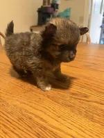 Ready to be named, a male Pomchi for sale in Batesville, AR – 4 of 5