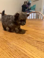Ready to be named, a male Pomchi for sale in Batesville, AR – 5 of 5
