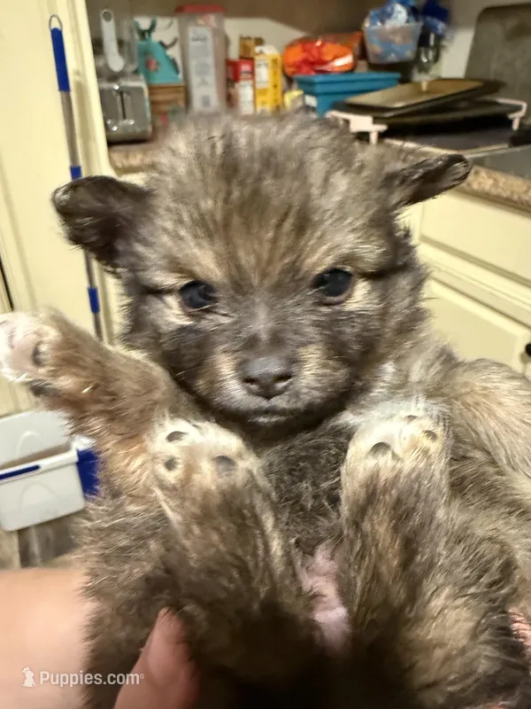 Ready to be named – Pomchi puppy for sale in Batesville, AR