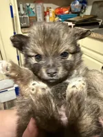 Ready to be named, a male Pomchi for sale in Batesville, AR – 1 of 5