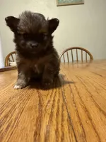 Ready to be named, a male Pomchi for sale in Batesville, AR – 2 of 5