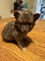 Ready to be named, a male Pomchi for sale in Batesville, AR – 3 of 5