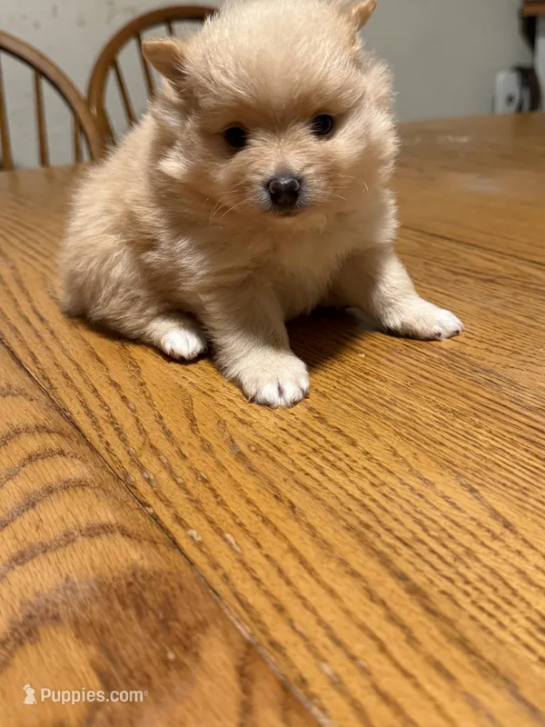 Ready to be named, a female Pomeranian for sale in Batesville, AR – Photo 1 of 4