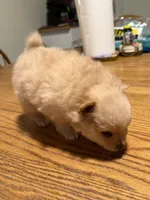 Ready to be named, a female Pomeranian for sale in Batesville, AR – Photo 2 of 4