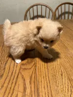 Ready to be named, a female Pomeranian for sale in Batesville, AR – Photo 4 of 4