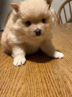 Ready to be named, a female Pomeranian for sale in Batesville, AR – Photo 3 of 4