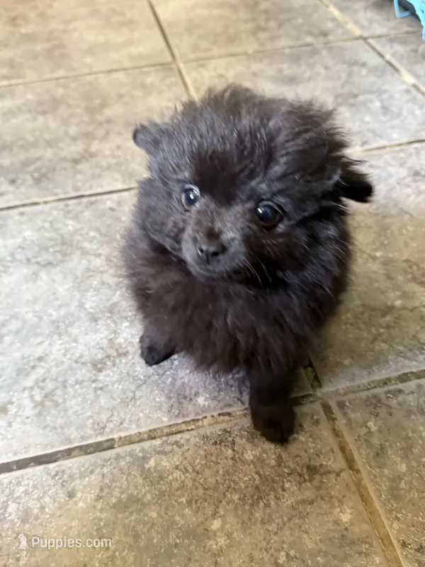 Ready to be named – Pomchi puppy for sale in Batesville, AR