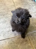 Ready to be named, a male Pomchi for sale in Batesville, AR – 1 of 5