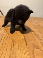Ready to be named, a male Pomchi for sale in Batesville, AR – 2 of 3