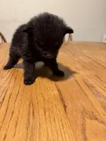 Ready to be named, a male Pomchi for sale in Batesville, AR – 3 of 3