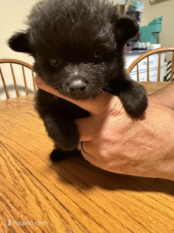 Ready to be named – Pomchi puppy for sale in Batesville, AR