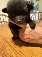 Ready to be named, a male Pomchi for sale in Batesville, AR – 1 of 3