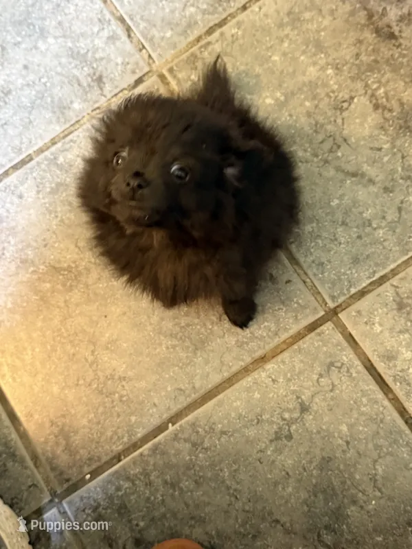 Ready to be named – Pomchi puppy for sale in Batesville, AR