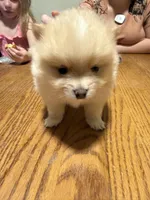 Ready to be named, a male Pomeranian for sale in Batesville, AR – Photo 2 of 5