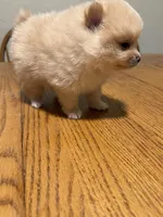 Ready to be named, a male Pomeranian for sale in Batesville, AR – Photo 4 of 5