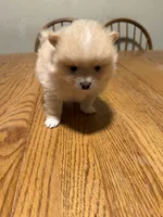 Ready to be named, a male Pomeranian for sale in Batesville, AR – Photo 5 of 5