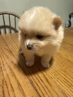 Ready to be named, a male Pomeranian for sale in Batesville, AR – Photo 3 of 5