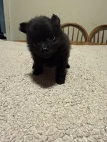Ready to be named, a female Pomeranian for sale in Batesville, AR – Photo 3 of 6