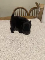 Ready to be named, a female Pomeranian for sale in Batesville, AR – Photo 4 of 6