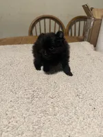 Ready to be named, a female Pomeranian for sale in Batesville, AR – Photo 5 of 6