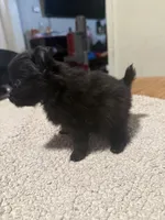 Ready to be named, a female Pomeranian for sale in Batesville, AR – Photo 6 of 6