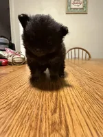 Ready to be named, a female Pomchi for sale in Batesville, AR – 4 of 5
