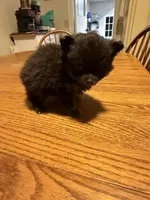 Ready to be named, a female Pomchi for sale in Batesville, AR – 3 of 5