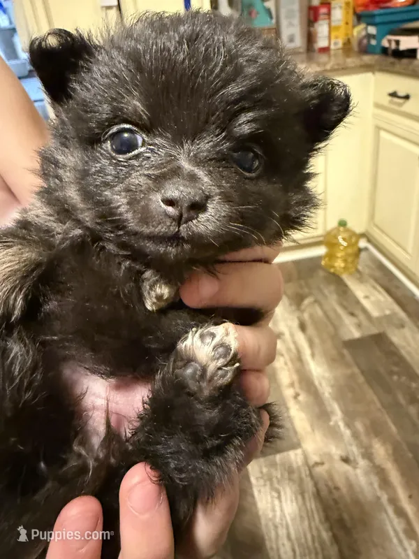 Ready to be named – Pomchi puppy for sale in Batesville, AR