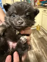 Ready to be named, a female Pomchi for sale in Batesville, AR – 1 of 5