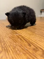 Ready to be named, a female Pomchi for sale in Batesville, AR – 5 of 5