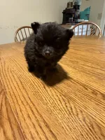 Ready to be named, a female Pomchi for sale in Batesville, AR – 2 of 5